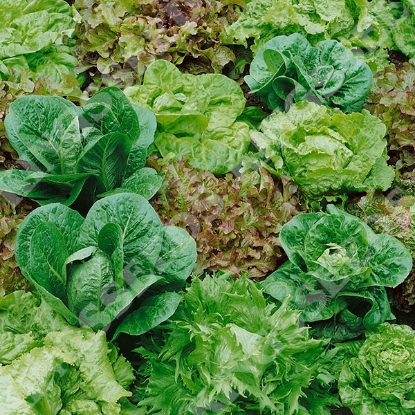 Picture of Mixed Lettuce
